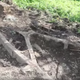 Illustration for article titled Family Finds Remains Of Old Daimler Car Buried In Their Yard